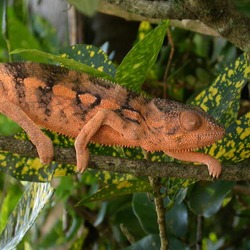 Photo Chameleon Lizard Chamaeleonidae Cameleon Chamaeleo_pardalis red orange lagarto
