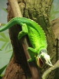 Photo Lizard Cameleon Chamaeleonidae Chameleon Photo Chameleon Cameleon Chamaeleonidae Lizard Jackson_s_Chameleon_CAS_2