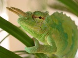 Photo Lizard Chamaeleonidae Cameleon Chameleon Chamaeleo_montium horn horned