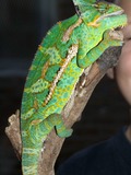 Photo Lizard Chamaeleonidae Chameleon Cameleon Veiled_Chameleon_Pet_Chicago_10_2007