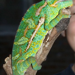 Photo Lizard Chamaeleonidae Chameleon Cameleon Veiled_Chameleon_Pet_Chicago_10_2007