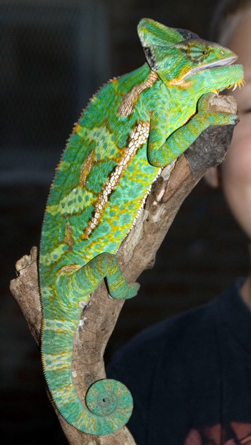 Photo Lizard Chamaeleonidae Chameleon Cameleon Veiled_Chameleon_Pet_Chicago_10_2007