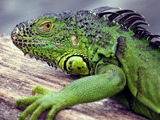 Iguana Iguanidae Lizard Photo IMG_3697_edit