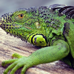 Iguana Iguanidae Lizard Photo IMG_3697_edit