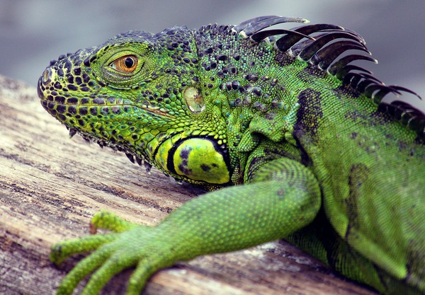 Iguana Iguanidae Lizard Photo IMG_3697_edit