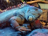 Iguana del zoologico Buin Zoo