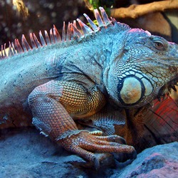 Iguana del zoologico Buin Zoo