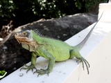 Iguana Iguanidae Lizard Photo Iguana_delicatissima_in_Coulibistrie_d02