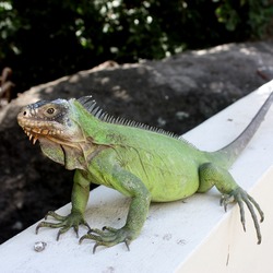 Iguana Iguanidae Lizard Photo Iguana_delicatissima_in_Coulibistrie_d02