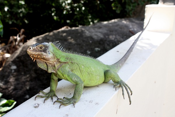 Iguana Iguanidae Lizard Photo Iguana_delicatissima_in_Coulibistrie_d02