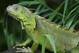 Reptiles