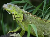 Iguana Iguanidae Lizard Photo Iguana_iguana_Fern_Forest_small