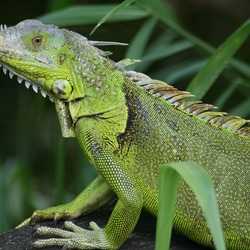 Iguana Iguanidae Lizard Photo Iguana_iguana_Fern_Forest_small