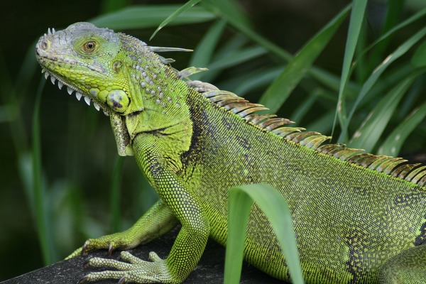 Iguana Iguanidae Lizard Photo Iguana_iguana_Fern_Forest_small