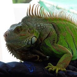 Iguana Iguanidae Lizard Photo Kini_iguana