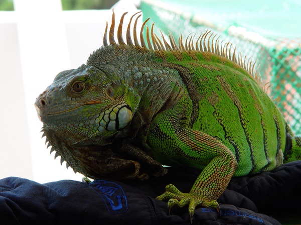 Iguana Iguanidae Lizard Photo Kini_iguana