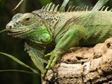 Iguana Iguanidae Lizard Photo MC_GruenerLeguan