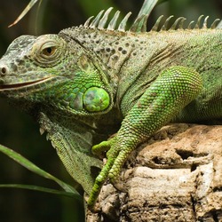 Iguana Iguanidae Lizard Photo MC_GruenerLeguan