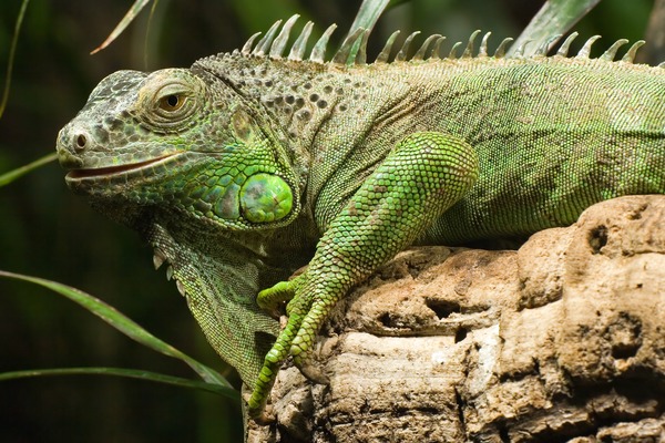 Iguana Iguanidae Lizard Photo MC_GruenerLeguan