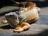 Iguana Iguanidae Lizard Photo Photo Iguana Lizard Iguanidae Photo Iguana Iguanidae Lizard Iguana_iguana_-Singapore_-captive-8