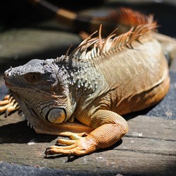 Iguana Iguanidae Lizard Photo Photo Iguana Lizard Iguanidae Photo Iguana Iguanidae Lizard Iguana_iguana_-Singapore_-captive-8