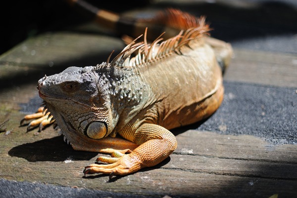 Iguana Iguanidae Lizard Photo Photo Iguana Lizard Iguanidae Photo Iguana Iguanidae Lizard Iguana_iguana_-Singapore_-captive-8