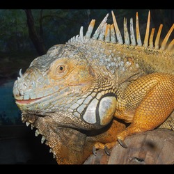 Iguana Iguanidae Lizard Photo Photo Lizard Iguana Iguanidae Photo Iguana Lizard Iguanidae Lizard Photo Iguana Iguanidae Iguana-rock