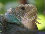 Iguana Iguanidae Photo Lizard Iguana_delicatissima_near_Coulibistrie_River_a06