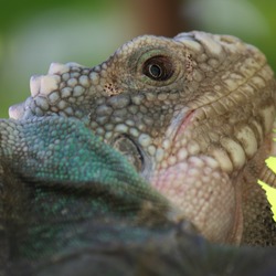 Iguana Iguanidae Photo Lizard Iguana_delicatissima_near_Coulibistrie_River_a06