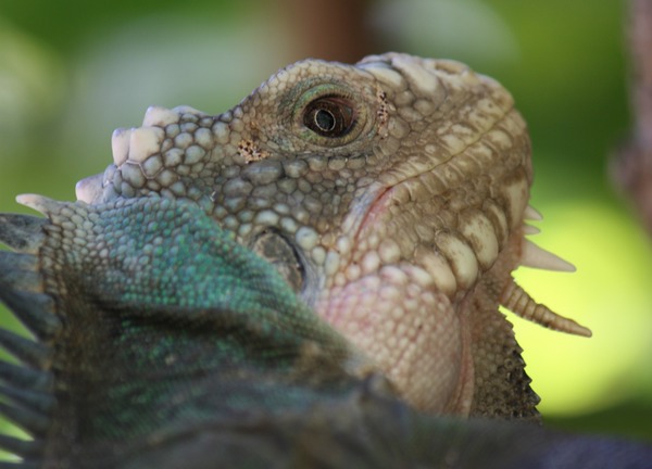 Iguana Iguanidae Photo Lizard Iguana_delicatissima_near_Coulibistrie_River_a06