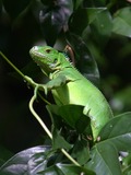 Iguana Iguanidae Photo Lizard Iguana_delicatissima_near_Coulibistrie_River_b01