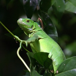 Iguana Iguanidae Photo Lizard Iguana_delicatissima_near_Coulibistrie_River_b01