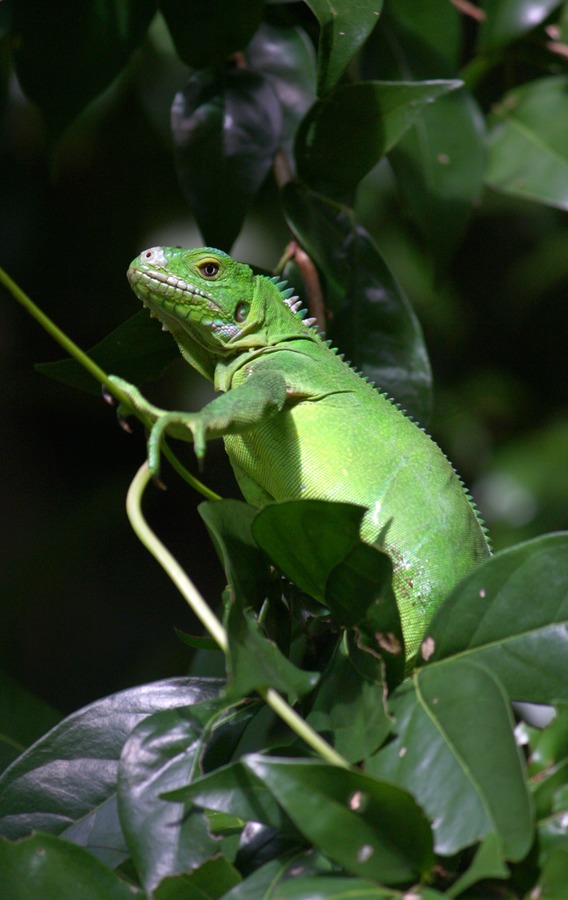 Iguana Iguanidae Photo Lizard Iguana_delicatissima_near_Coulibistrie_River_b01