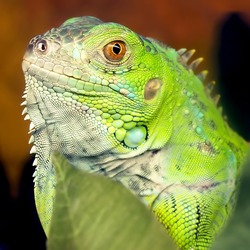 Iguana Iguanidae Photo Lizard Iguana_iguana_9_11_09