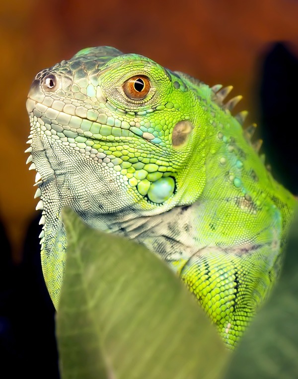 Iguana Iguanidae Photo Lizard Iguana_iguana_9_11_09