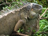 Iguana Iguanidae Photo Lizard Iguanidae Lizard Iguana Photo Iguana_Costa_Rica_2816px