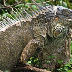 Iguana Iguanidae Photo Lizard Iguanidae Lizard Iguana Photo Iguana_Costa_Rica_2816px