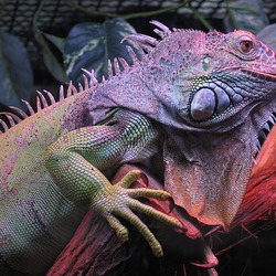 Iguana Iguanidae Photo Lizard Legwan_zielony1