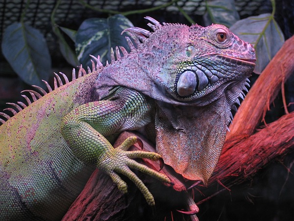 Iguana Iguanidae Photo Lizard Legwan_zielony1