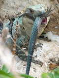 Iguana Iguanidae Photo Lizard Lizard Iguanidae Photo Iguana Green_Iguana_Eating_Another_Iguana