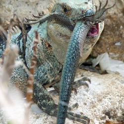 Iguana Iguanidae Photo Lizard Lizard Iguanidae Photo Iguana Green_Iguana_Eating_Another_Iguana