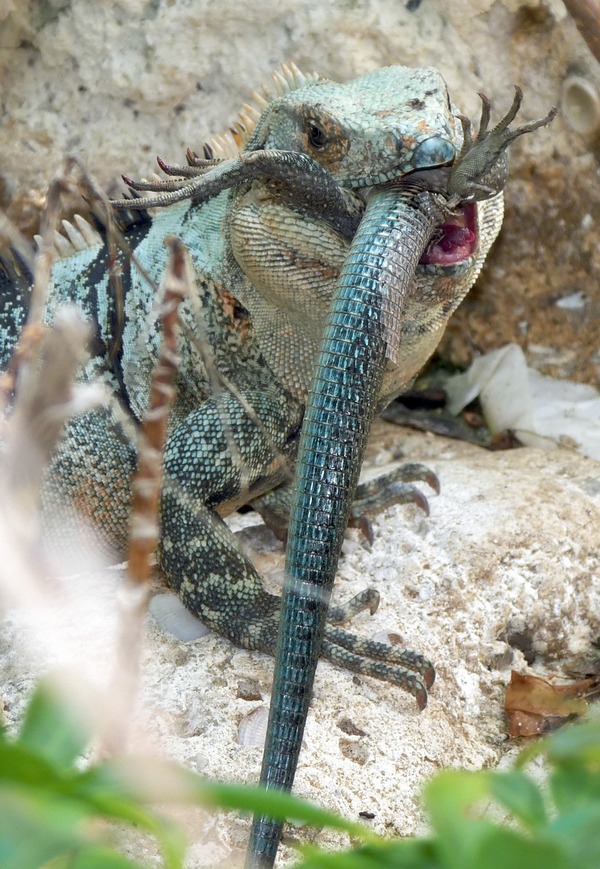 Iguana Iguanidae Photo Lizard Lizard Iguanidae Photo Iguana Green_Iguana_Eating_Another_Iguana