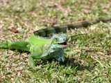 Iguana Iguanidae Photo Lizard Lizard Photo Iguana Iguanidae Green-iguana-iguana