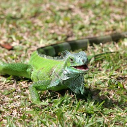 Iguana Iguanidae Photo Lizard Lizard Photo Iguana Iguanidae Green-iguana-iguana