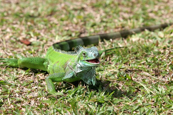 Iguana Iguanidae Photo Lizard Lizard Photo Iguana Iguanidae Green-iguana-iguana