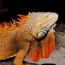 Iguana Iguanidae Photo Lizard Photo Iguana Iguanidae Lizard Iguana_iguana_(orange_male)