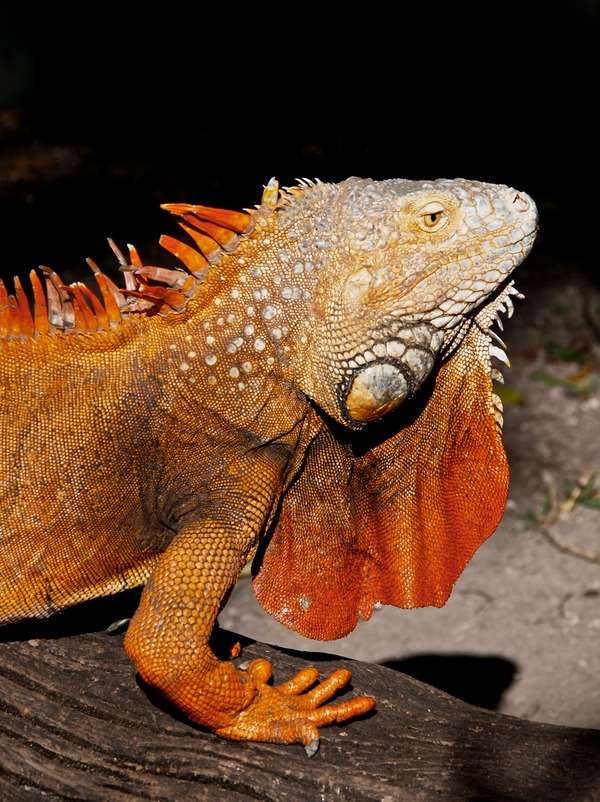 Iguana Iguanidae Photo Lizard Photo Iguana Iguanidae Lizard Iguana_iguana_(orange_male)