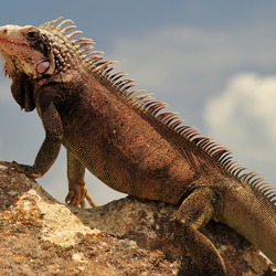 Iguana Iguanidae Photo Lizard St_Thomas_Marriott_Iguana_9_cropped