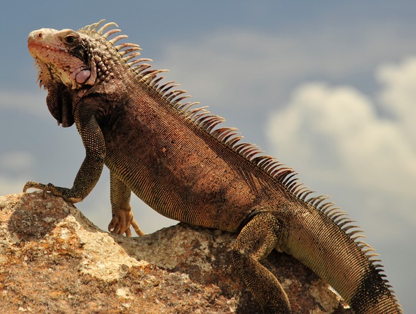 Iguana Iguanidae Photo Lizard St_Thomas_Marriott_Iguana_9_cropped