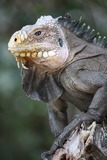 Reptiles